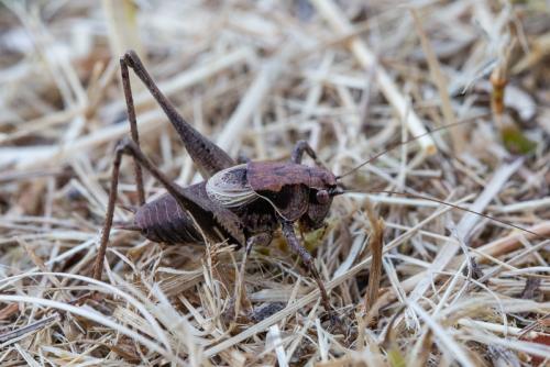 Pholidoptera griseoaptera